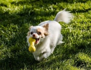 Clear the Shelters: NOT Just for Animals