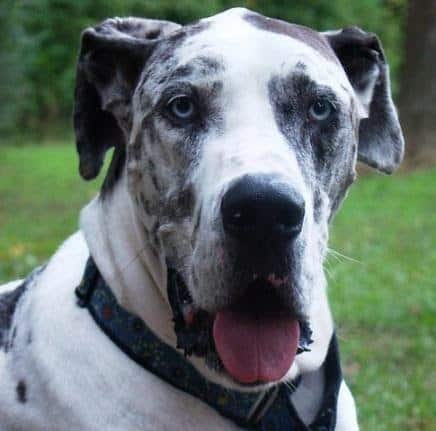 Did you know that some dog breeds do not do well on their own for long periods of time