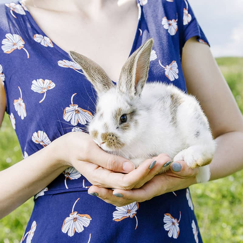 Cats and Small Animals