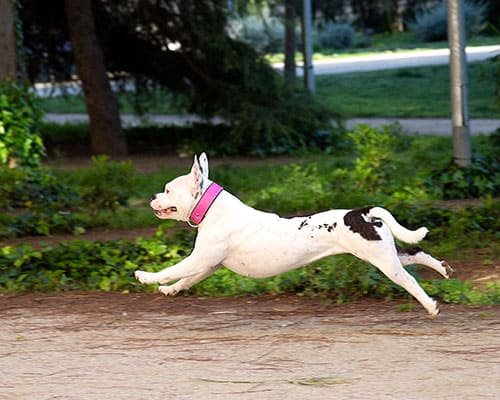 dog walking is ideal for