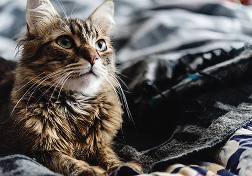 Cat Sitting and Small Pets