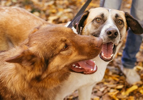 Services Dog Walking