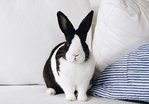 Cats & Small Animals