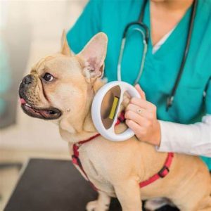 Veterinarian using a microchip scanner on a dog’s shoulder