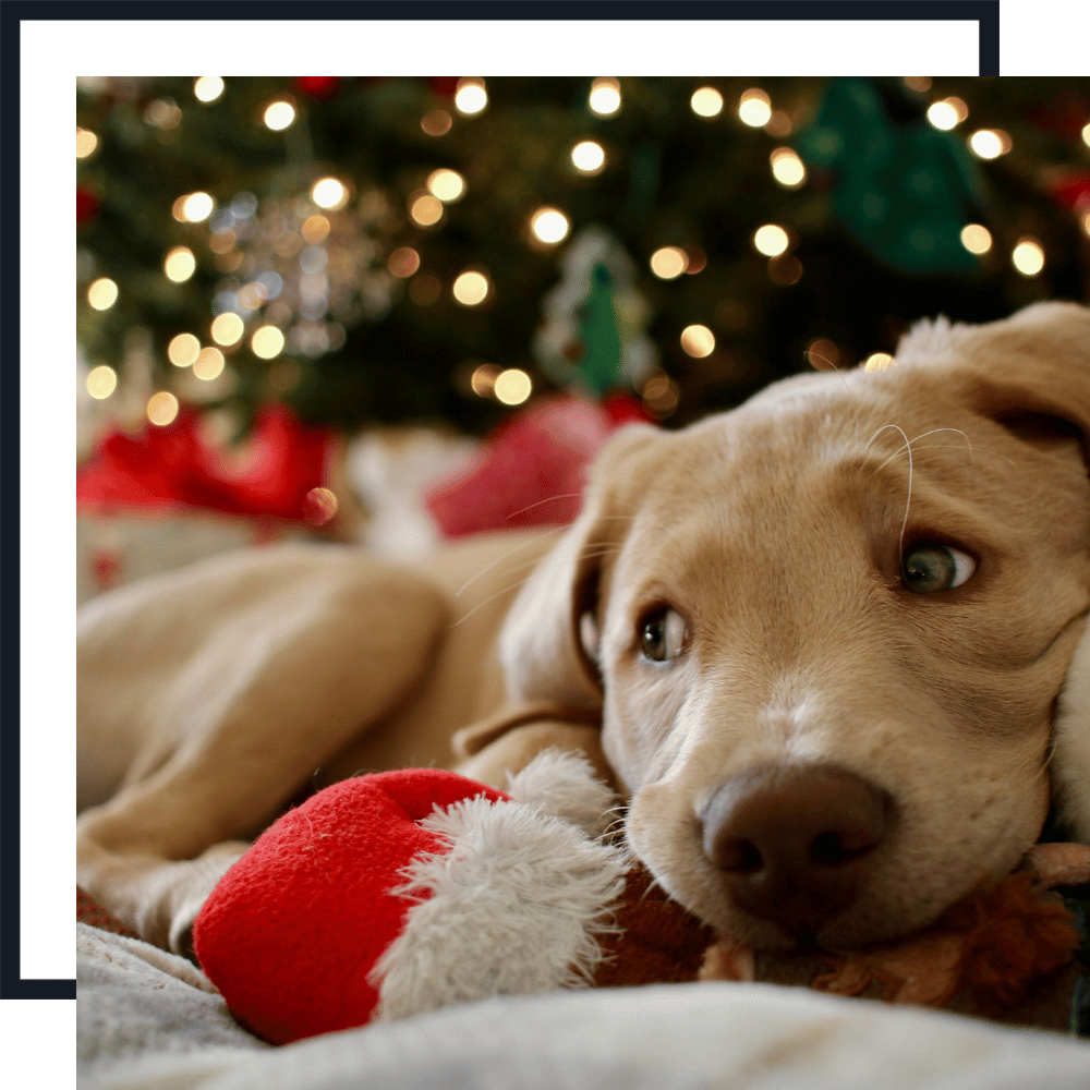 Holiday Pet Sitting Services PET SITTING SERVICES