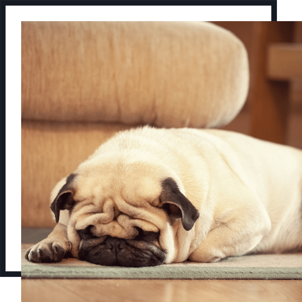 Pet Boarding Services PET SITTING SERVICES