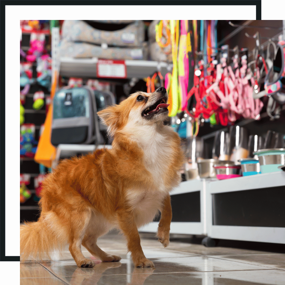 Pet Shopping Services PET SITTING SERVICES