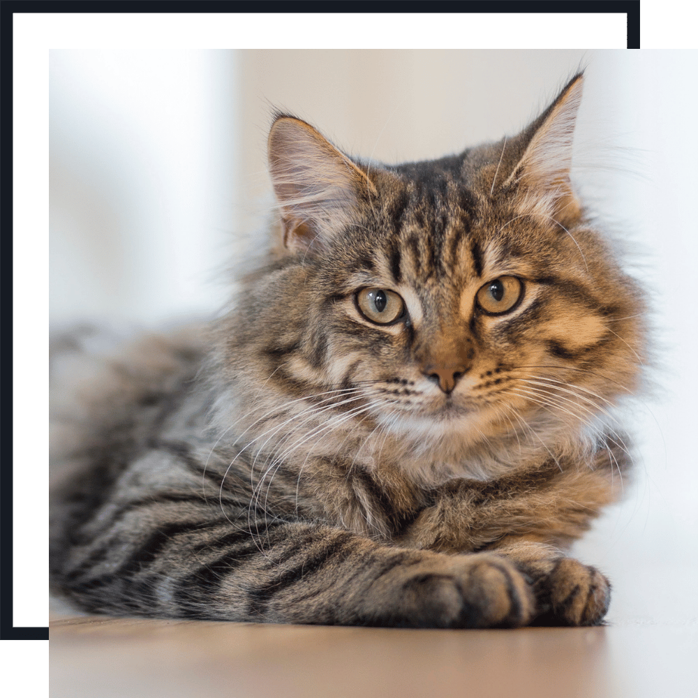 Pet Sitting Services PET SITTING SERVICES