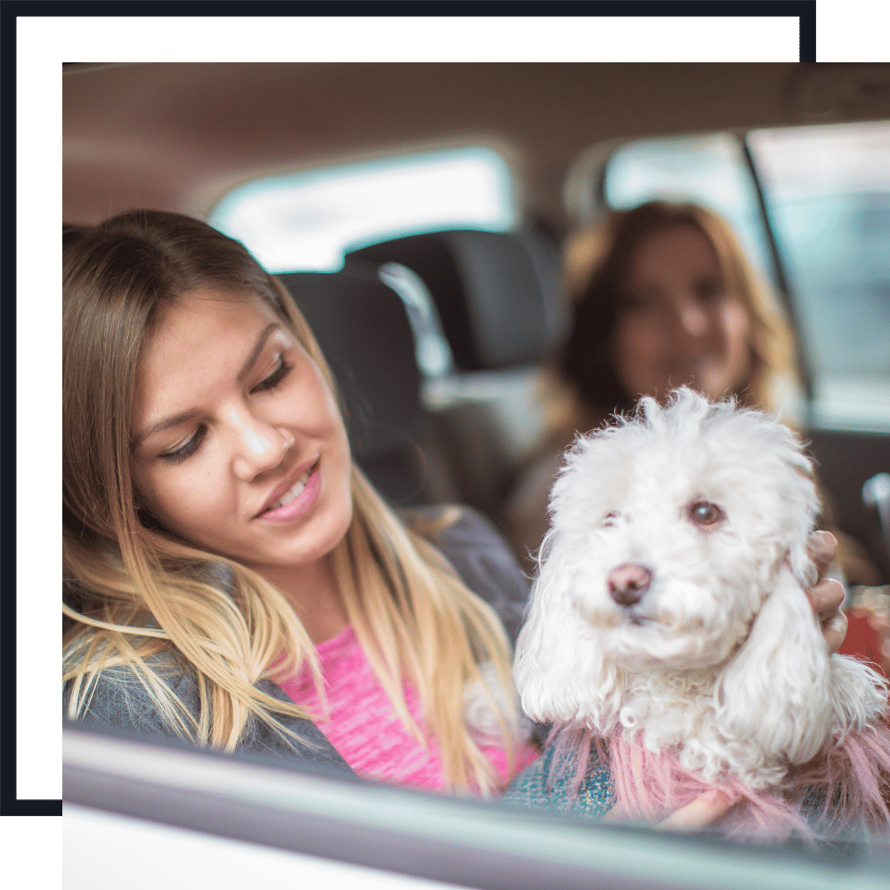 Pet Taxi Services PET SITTING SERVICES