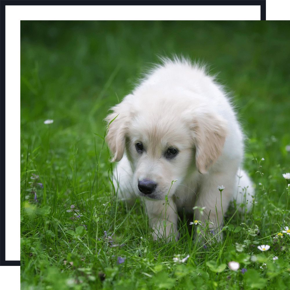 Potty Break Dog Walking Pet Sitting Services PET SITTING SERVICES