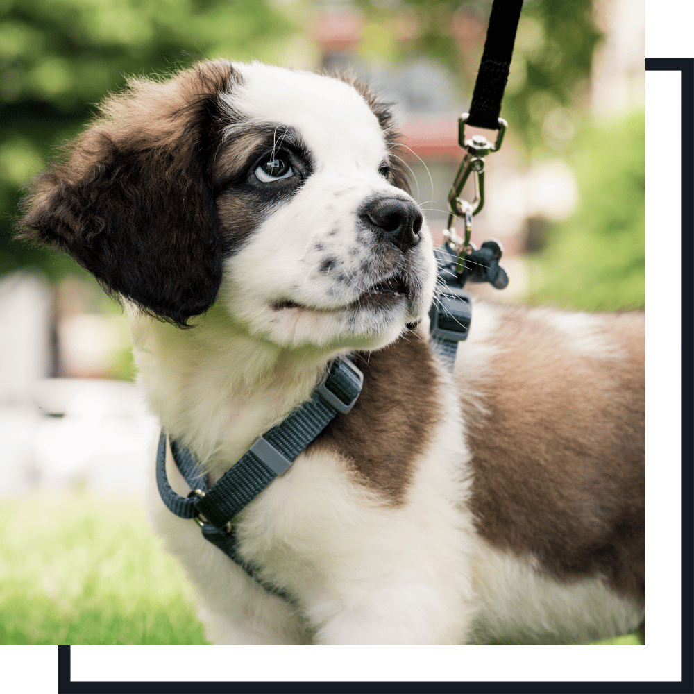 Your Professional Pet Sitting and Dog Walking Company