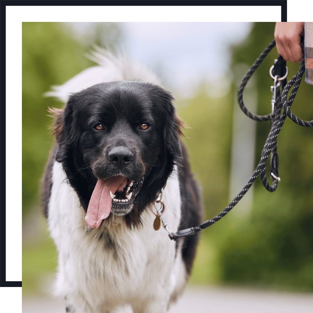 daily dog walking Services PET SITTING SERVICES