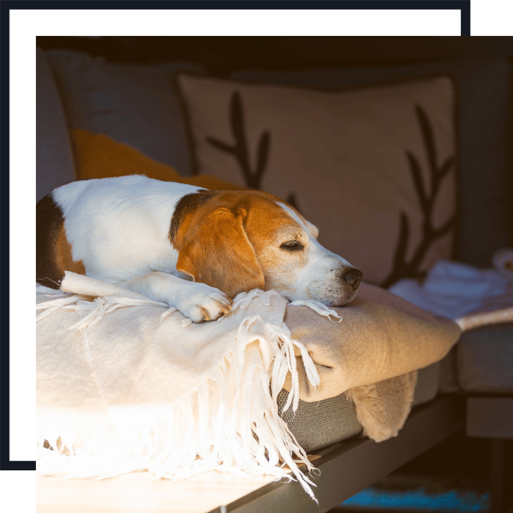 overnight Pet Sitting Services PET SITTING SERVICES