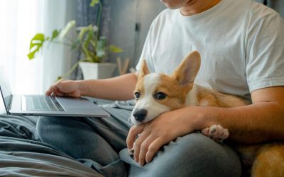 How to Register Your Pet’s Microchip: Step-by-Step Guide