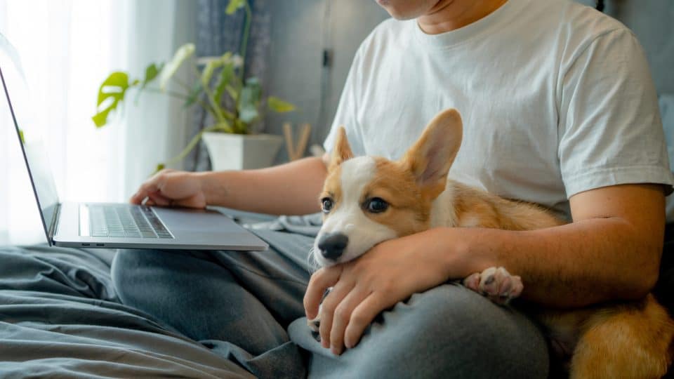 Dog owner verifying microchip registration for their corgi on a laptop, emphasizing how proper registration helps lost pets return home safely.
