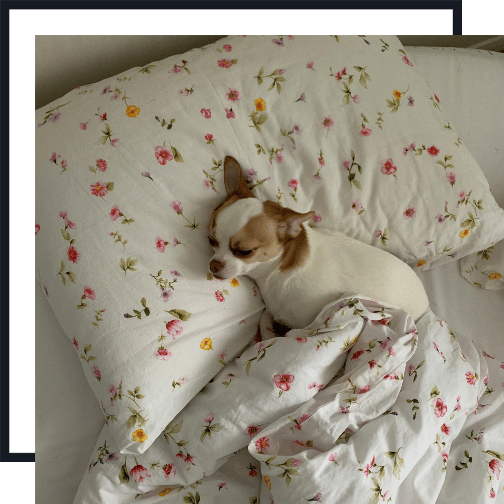 tuck in Services PET SITTING SERVICES