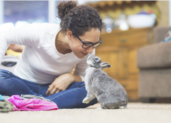 The Ultimate Guide to Setting Up Your Home for a Happy House Bunny