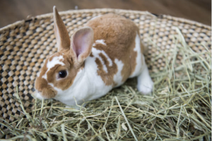Brown and white rabbit eating timothy hay on woven mat, demonstrating proper bunny nutrition and diet essentials