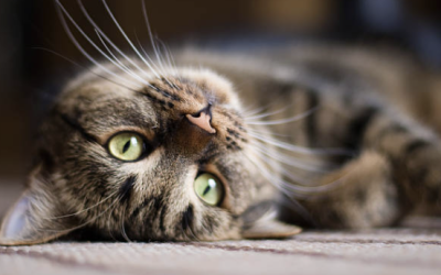 Is Your Cat’s Food Bowl Stressing Them Out? The Truth About Whisker Fatigue