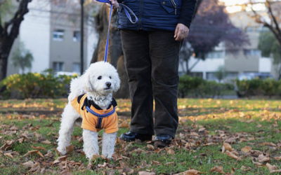 Navigating Fall and Winter: Essential Dog Walking Safety Tips for Northern Virginia Pet Owners