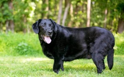 5 Signs Your Dog Needs More Exercise (And How Our Walks Help)