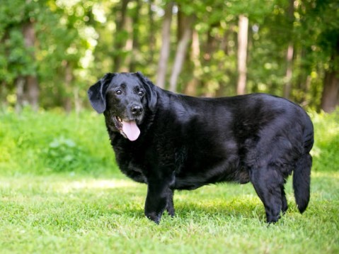 5 Signs Your Dog Needs More Exercise (And How Our Walks Help)