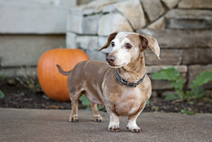 Senior brown and white dachshund with gray muzzle standing outdoors ready for healthy daily walk with Walking Wet Noses dog walking service