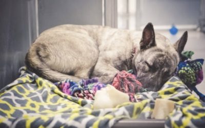 Supporting Local Animal Shelters And Rescue Organizations This Holiday Season