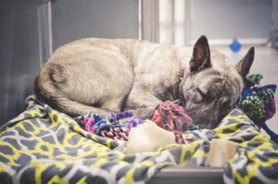 Supporting Local Animal Shelters And Rescue Organizations This Holiday Season