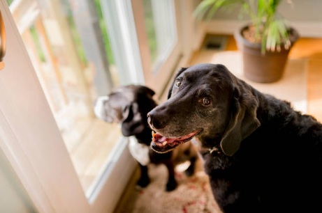 Senior black dog looking out a window inside a home while another dog sits nearby, enjoying a calm, natural light-filled moment.