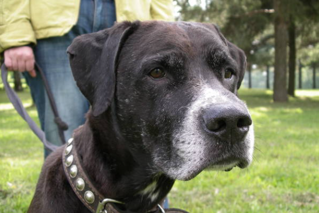 Senior dog need more than flexible care 