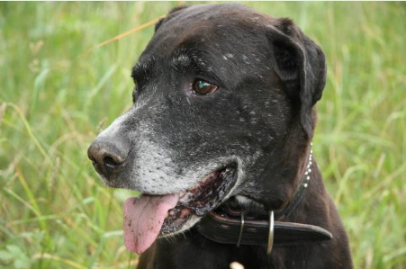 The Powerful Midday Routine That Makes Every Day Better for Your Senior Dog