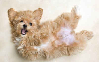 WELCOME A NEW PUPPY WITHOUT PANIC: HOW BUSY PROFESSIONALS CAN HAVE IT ALL