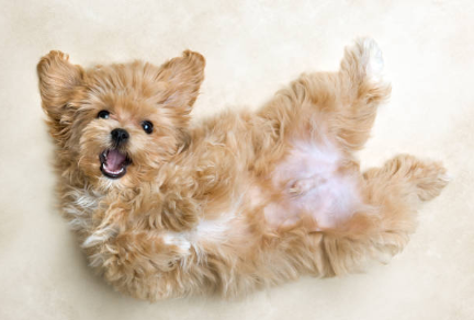 WELCOME A NEW PUPPY WITHOUT PANIC: HOW BUSY PROFESSIONALS CAN HAVE IT ALL