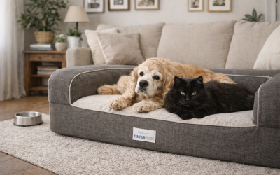 Senior Cocker Spaniel and long-haired black cat resting together.