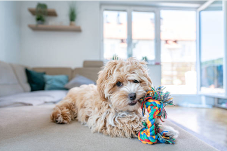 New puppy playing with a rope toy during their first days at home