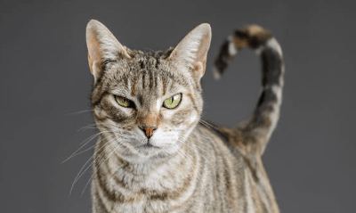 Cat Body Language 101: Translating “Get Out” into 7 Different Tail Positions
