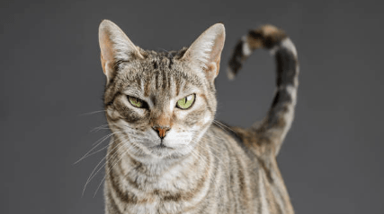 Cat Body Language 101: Translating “Get Out” into 7 Different Tail Positions
