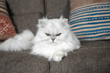 Fluffy white Persian cat showing classic relaxed-but-judgmental cat body language