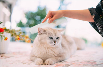 Cat shedding solutions in action — a happy kitty being brushed during spring shedding season