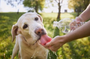 Pet parent giving a yellow Labrador fresh water from a bottle on a hot summer day to prevent overheating