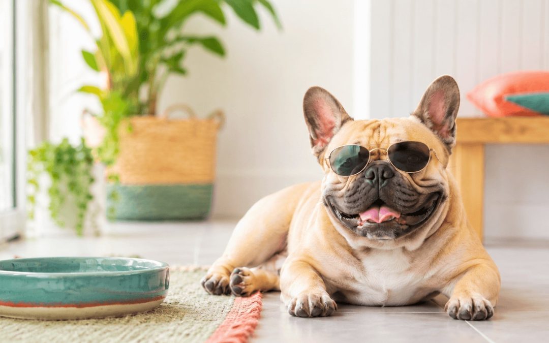 The Squishy-Face Problem: Why Flat-Faced Dogs Struggle in Summer Heat