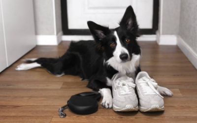 5 Signs Your Dog Needs a Midday Walk (And Why It Matters)