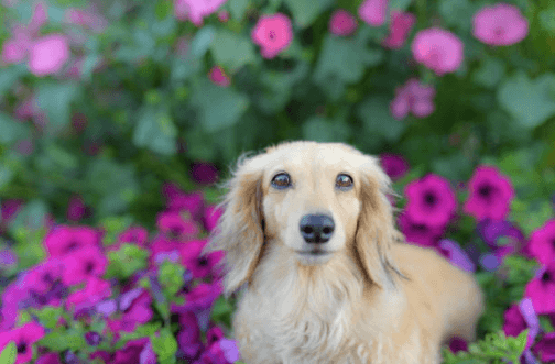 Happy dachshund surrounded by pet safe garden petunias in full bloom