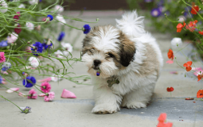 Pet Safe Garden Guide: Spring Hazards Every Pet Parent Should Know