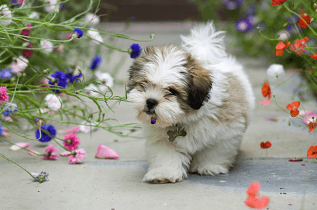 Pet Safe Garden Guide: Spring Hazards Every Pet Parent Should Know