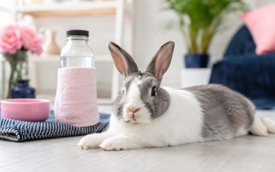 Relaxed grey and white rabbit resting indoors beside a wrapped frozen water bottle, illustrating safe summer rabbit heat safety