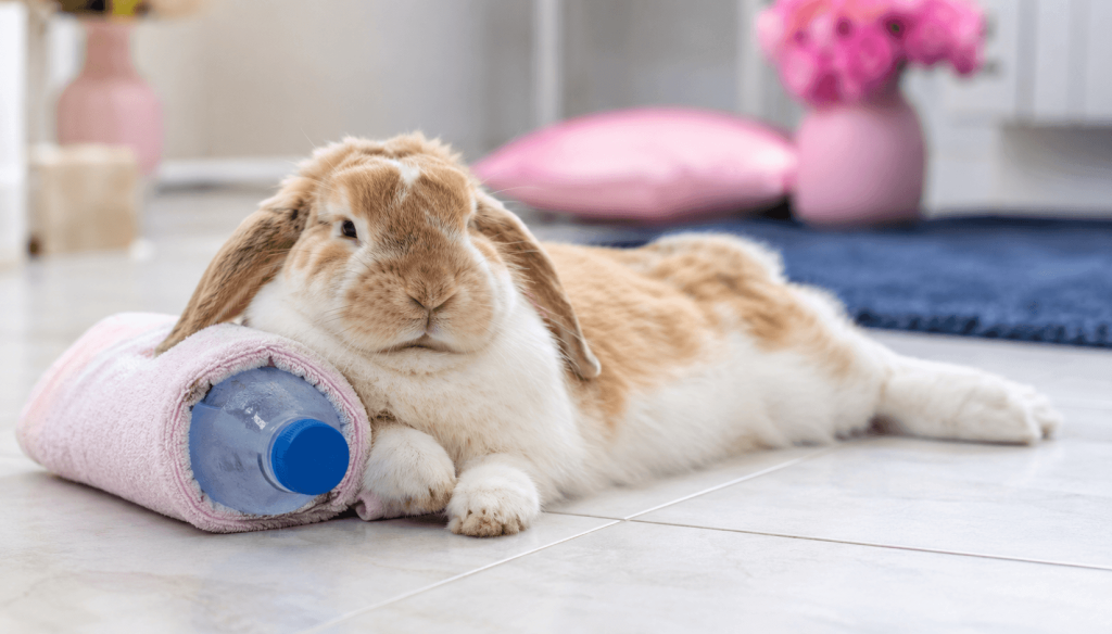 Pet rabbit relaxing beside a frozen water bottle indoors, demonstrating a simple rabbit heat safety cooling tool
