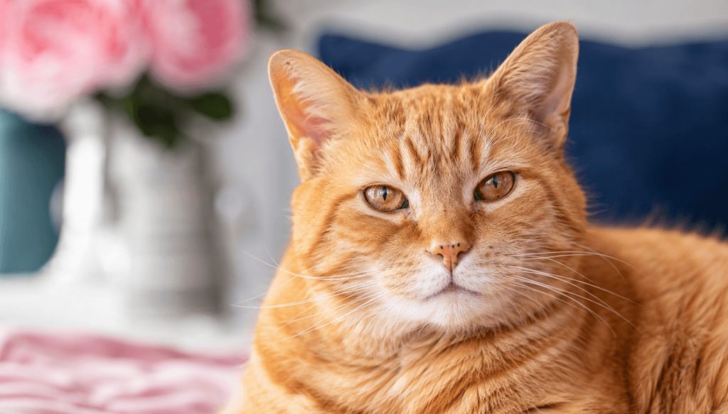 Close-up portrait of a calm senior orange tabby with wise eyes, showing the dignity and deep bond that comes with senior cat adoption