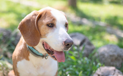Senior Pet Care: A Complete Spring Wellness Guide for Aging Companions